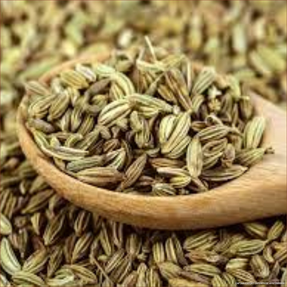 Fennel Seeds 25 kg PP bags ( Singapore 99% Quality )