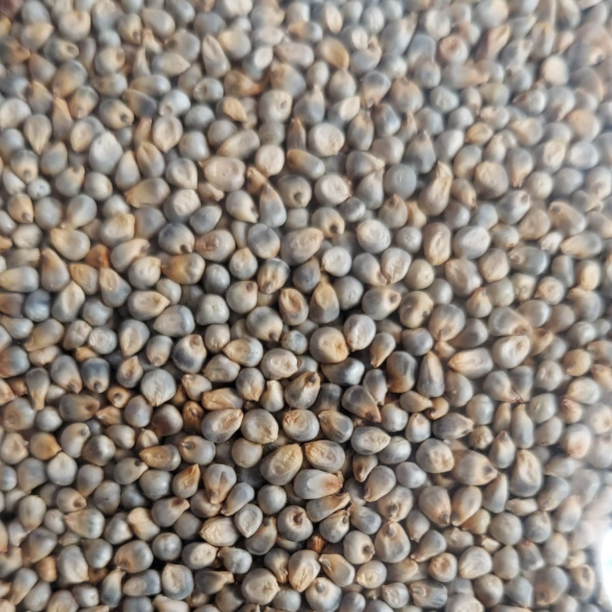 Green Millet 25 kg pp bags