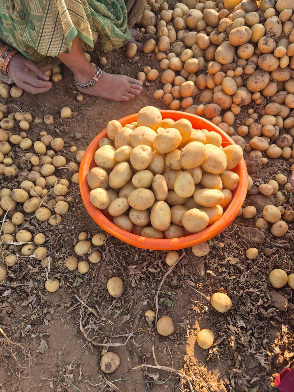 Potatoes (Pukharaj) 50 kg bags