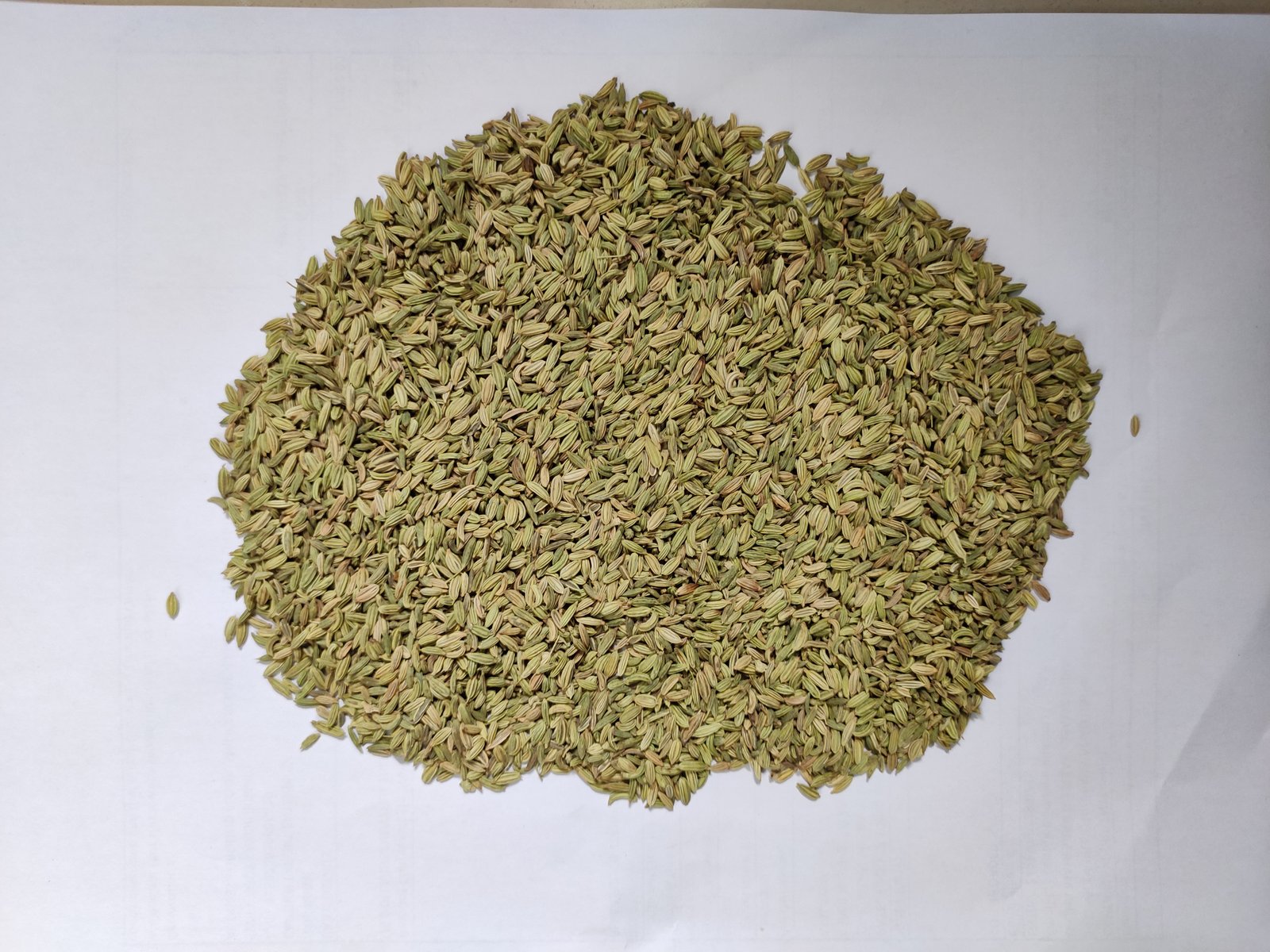 Fennel Seeds ( Europe ) 15 Kg pp bags
