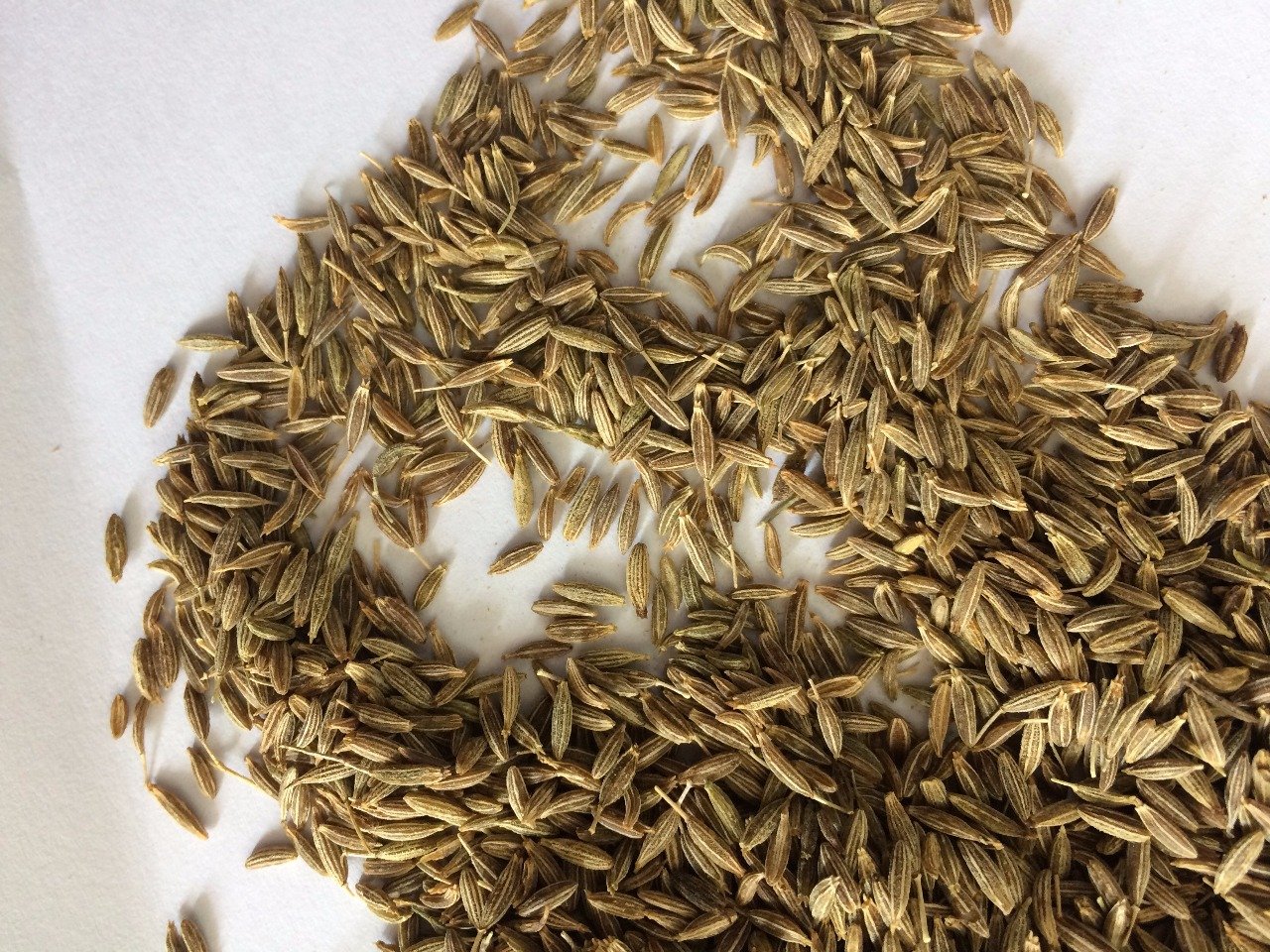 Cumin Seeds